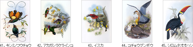 41．キンミノフウチョウ 42．アカガシラケラインコ 43．イスカ（New） 44．コチョウゲンボウ（New） 45．シロムネオオハシ（New）