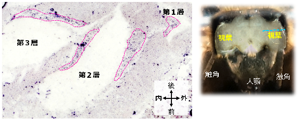 図2. 視葉におけるEgr発現細胞の分布