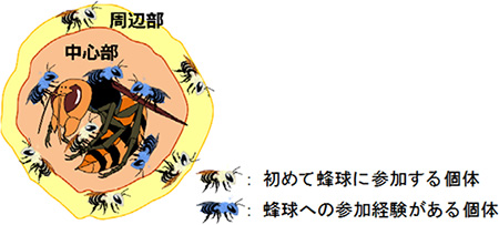 ニホンミツバチの対オオスズメバチ蒸し殺し戦法は 諸刃の剣 だった Br 天敵熱殺の代償に蜂球参加ミツバチの余命が短縮 それに対応する驚きの戦略も ニュース イベント 玉川大学 大学院