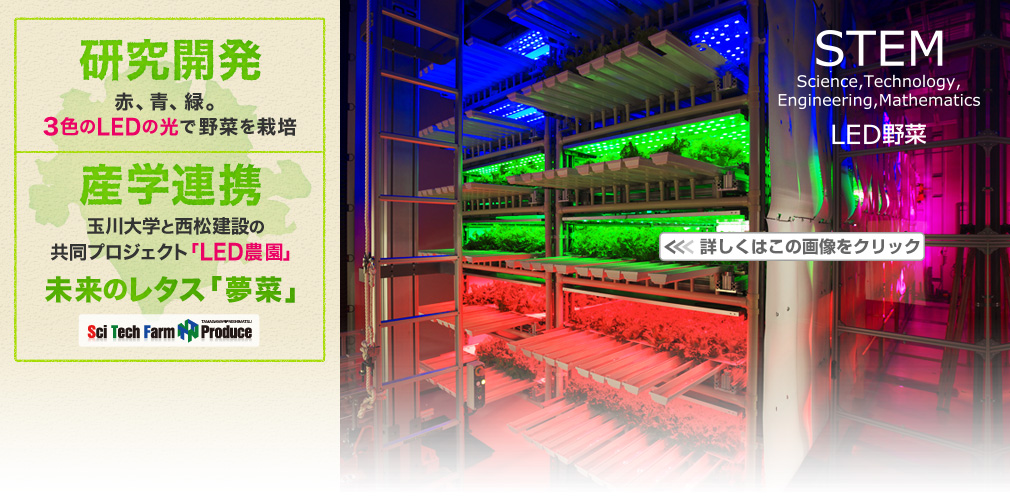 STEM Science, Technology, Engineering, Mathematics LED野菜