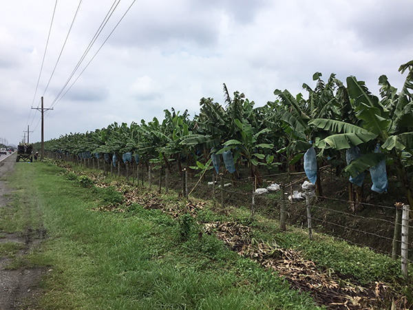 フィリピン共和国ではバナナ産業が20万人以上の雇用を創出